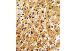Immunohistochemistry (IHC) image for anti-Adenine Phosphoribosyltransferase (APRT) antibody (ABIN3001698) (APRT anticorps)