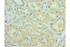 Immunohistochemistry of paraffin-embedded human kidney tissue using ABIN7168634 at dilution of 1:100 (Sclerostin anticorps  (AA 24-213))