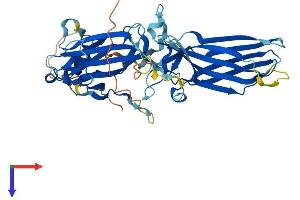 AlphaFold protein structure predicition of Mouse Recombinant Arrb1 Protein, UniprotID Q8BWG8