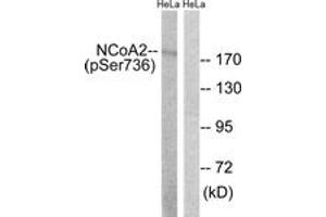 Western blot analysis of extracts from HeLa cells treated with TSA 400nM 24H, using NCoA2 (Phospho-Ser736) Antibody. (NCOA2 anticorps  (pSer736))