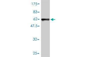 Western Blot detection against Immunogen (63.