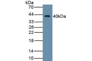 Detection of Recombinant WNT4, Human using Monoclonal Antibody to Wingless Type MMTV Integration Site Family, Member 4 (WNT4)