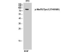 Western Blot (WB) analysis of 3T3 cells using Phospho-MerTK/Tyro3 (Y749/681) Polyclonal Antibody. (MerTK/Tyro3 anticorps  (pTyr681, pTyr749))