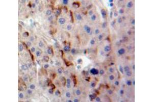 Used in DAB staining on fromalin fixed paraffin-embedded Liver tissue (DLL1 anticorps  (AA 24-175))