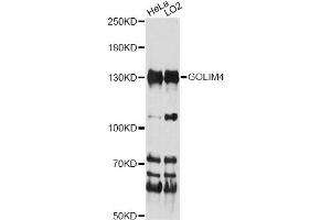 Western blot analysis of extracts of various cell lines, using GOLIM4 antibody (ABIN6291706) at 1:1000 dilution. (Golgi Integral Membrane Protein 4 (GOLIM4) anticorps)
