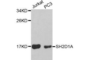 Western blot analysis of extracts of various cell lines, using SH2D1A antibody (ABIN5970491) at 1/1000 dilution. (SH2D1A anticorps)