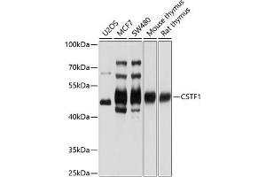 Western blot analysis of extracts of various cell lines, using CSTF1 antibody (ABIN6130209, ABIN6139160, ABIN6139161 and ABIN6221618) at 1:1000 dilution. (CSTF1 anticorps  (AA 1-220))
