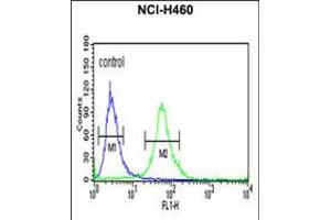 Flow cytometric analysis of NCI-H460 cells (right histogram) compared to a negative control cell (left histogram). (ITGBL1 anticorps  (AA 334-360))