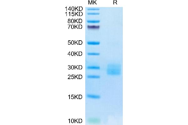 IL-25 Protein (AA 33-177) (His-Avi Tag,Biotin)