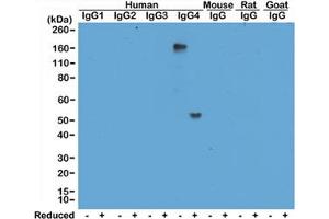 Western blot of human, mouse, rat, and goat IgG shows the recombinant Human IgG4 antibody reacts to hIgG4, in both whole molecule (~150kDa, non-reduced) and heavy chain (~50kDa, reduced) forms. (Recombinant Lapin anti-Humain IgG4 Anticorps)