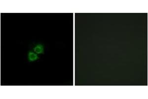 Immunofluorescence (IF) image for anti-Apolipoprotein A-I Binding Protein (APOA1BP) (AA 121-170) antibody (ABIN6766585) (APOA1BP anticorps  (AA 121-170))