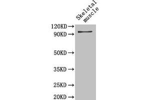 Western Blot Positive WB detected in: Mouse skeletal muscle tissue All lanes: PYGB antibody at 4 μg/mL Secondary Goat polyclonal to rabbit IgG at 1/50000 dilution Predicted band size: 97 kDa Observed band size: 97 kDa (PYGB anticorps  (AA 6-843))