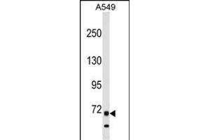 ITK Antibody (N-term) (ABIN1539219 and ABIN2849107) western blot analysis in A549 cell line lysates (35 μg/lane). (ITK anticorps  (N-Term))