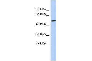 WB Suggested Anti-ZNF329 Antibody Titration:  0. (ZNF329 anticorps  (N-Term))