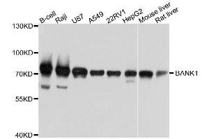 Western blot analysis of extracts of various cell lines, using BANK1 antibody. (BANK1 anticorps  (AA 516-785))