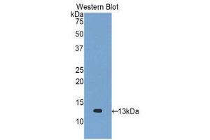 Western Blotting (WB) image for anti-Chemokine (C-C Motif) Ligand 2 (CCL2) (AA 24-125) antibody (ABIN1859783)