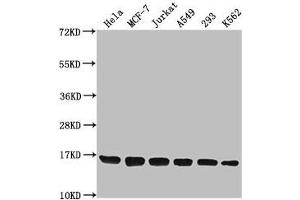 Western Blot Positive WB detected in: Hela whole cell lysate, MCF-7 whole cell lysate, Jurkat whole cell lysate, A549 whole cell lysate, 293 whole cell lysate, K562 whole cell lysate All lanes: H3F3A antibody at 1:1000 Secondary Goat polyclonal to rabbit IgG at 1/40000 dilution Predicted band size: 16 kDa Observed band size: 16 kDa (Histone H3.3 anticorps  (2meLys79))