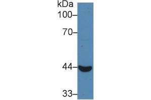 Rabbit Capture antibody from the kit in WB with Positive Control: Sample Human Lung lysate. (CYFRA21.1 Kit CLIA)