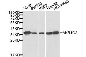 Western blot analysis of extracts of various cell lines, using AKR1C2 antibody (ABIN6289998). (AKR1C2 anticorps)
