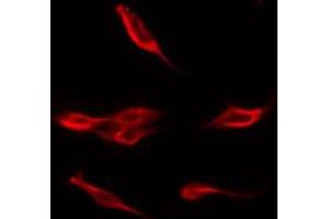 ABIN6267484 staining COS7 by IF/ICC.