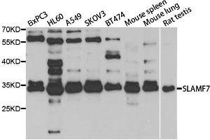 Western blot analysis of extracts of various cell lines, using SLAMF7 antibody (ABIN5973404) at 1/1000 dilution.
