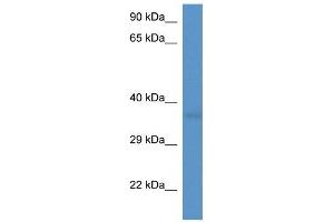 Western Blot showing CD34 antibody used at a concentration of 1 ug/ml against Fetal Heart Lysate (CD34 anticorps  (C-Term))