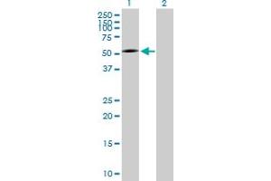 Western Blot analysis of P2RX5 expression in transfected 293T cell line by P2RX5 MaxPab polyclonal antibody.