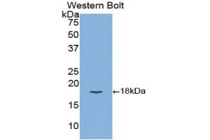 Detection of Recombinant TFPI, Human using Polyclonal Antibody to Tissue Factor Pathway Inhibitor (TFPI)