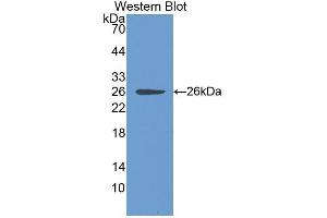 Western Blotting (WB) image for anti-Chloride Intracellular Channel 1 (CLIC1) (AA 79-241) antibody (ABIN1867268) (CLIC1 anticorps  (AA 79-241))