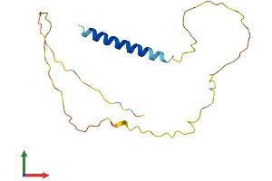 AlphaFold protein structure predicition of Mouse Recombinant Cend1 Protein, UniprotID Q9JKC6