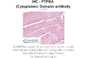 Image no. 2 for anti-Protein tyrosine Phosphatase, Receptor Type, A (PTPRA) antibody (ABIN1738604) (PTPRA anticorps)