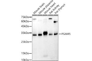 Western blot analysis of extracts of various cell lines, using PG antibody (ABIN7269317) at 1:500 dilution. (PGAM5 anticorps  (AA 30-225))