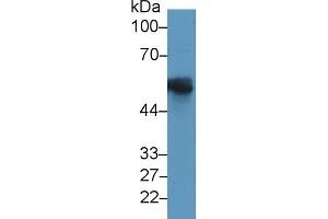Detection of GFAP in Rat Cerebellum lysate using Monoclonal Antibody to Glial Fibrillary Acidic Protein (GFAP)