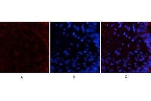 Immunofluorescence analysis of human lung tissue. (Luciferase anticorps)