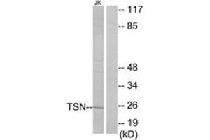 Western Blotting (WB) image for anti-Translin (TSN) (AA 101-150) antibody (ABIN2879150) (Translin anticorps  (AA 101-150))