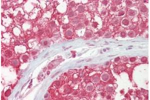 Anti-CUL3 / Cullin 3 antibody IHC staining of human testis.