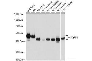 Western blot analysis of extracts of various cell lines using SQRDL Polyclonal Antibody at dilution of 1:3000. (SQRDL anticorps)
