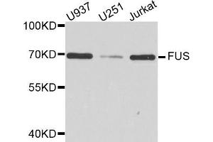 Western blot analysis of extracts of various cell lines, using FUS antibody (ABIN5973514) at 1/1000 dilution. (FUS anticorps)