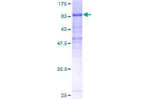 Image no. 1 for Chromosome 7 Open Reading Frame 38 (C7orf38) (AA 1-573) protein (GST tag) (ABIN1347643)
