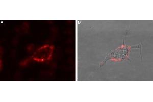 Expression of GABA(A) θ receptor in rat PC12 cells - Cell surface detection of GABRQ in intact living rat Pheochromocytoma (PC12) cells.