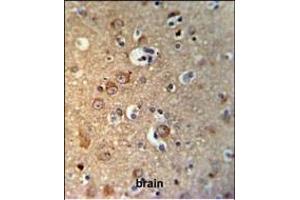 GPHN Antibody (Center) (ABIN653742 and ABIN2843044) IHC analysis in formalin fixed and paraffin embedded brain tissue followed by peroxidase conjugation of the secondary antibody and DAB staining. (Gephyrin anticorps  (AA 437-466))