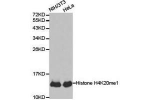 Western Blotting (WB) image for anti-Histone H4 (meLys20), (N-Term) antibody (ABIN1872987)