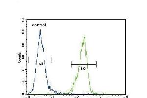 EN Antibody (Center ) (ABIN389374 and ABIN2839470) flow cytometric analysis of MDA-M cells (right histogram) compared to a negative control cell (left histogram). (ENPP2 anticorps  (AA 401-430))
