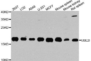 Western blot analysis of extracts of various cell lines, using UBE2I antibody. (UBE2I anticorps)