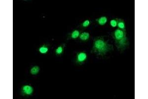 Anti-SAMHD1 mouse monoclonal antibody (ABIN2453909) immunofluorescent staining of COS7 cells transiently transfected by pCMV6-ENTRY SAMHD1 (RC206013). (SAMHD1 anticorps)