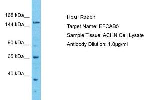 Host: Rabbit Target Name: EFCAB5 Sample Type: ACHN Whole cell lysates Antibody Dilution: 1.