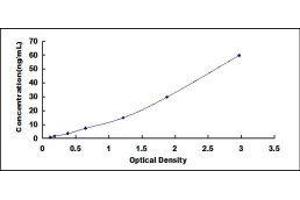 ELISA image for Collagen, Type IV, alpha 1 (COL4A1) ELISA Kit (ABIN415170)