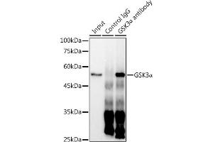 Immunoprecipitation analysis of 300 μg extracts of HeLa cells using 3 μg GSK3α antibody (ABIN7267467). (GSK3 alpha anticorps)
