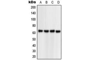 Western blot analysis of NPAS1 expression in HEK293T (A), Jurkat (B), Raw264. (NPAS1 anticorps  (C-Term))