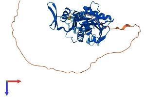 AlphaFold protein structure predicition of Mouse Recombinant Rimkla Protein, UniprotID Q6PFX8
